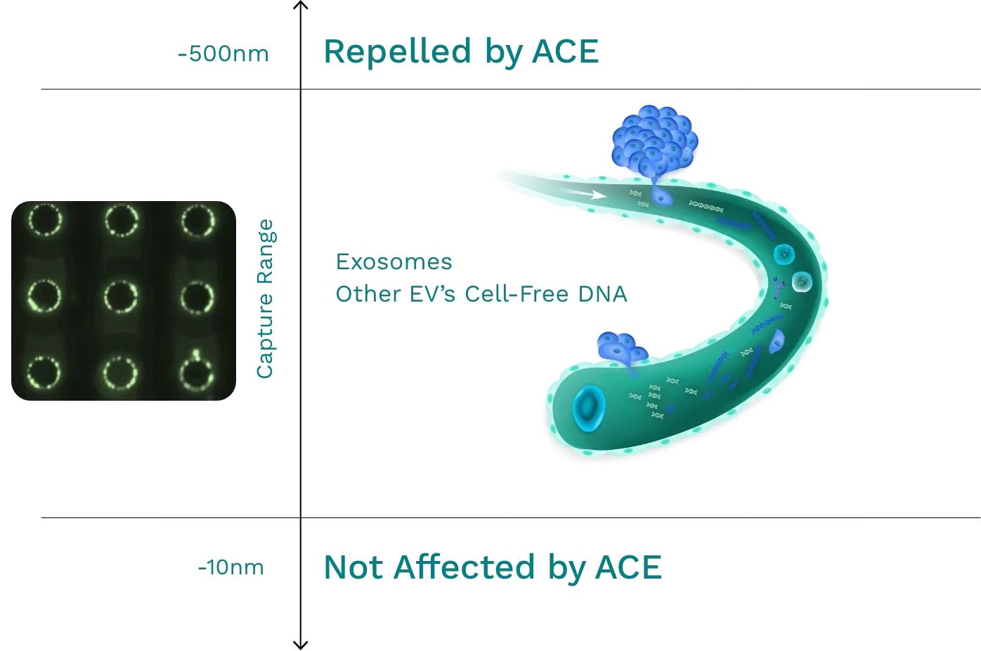 Early Disease Detection Powered by ACE Technology